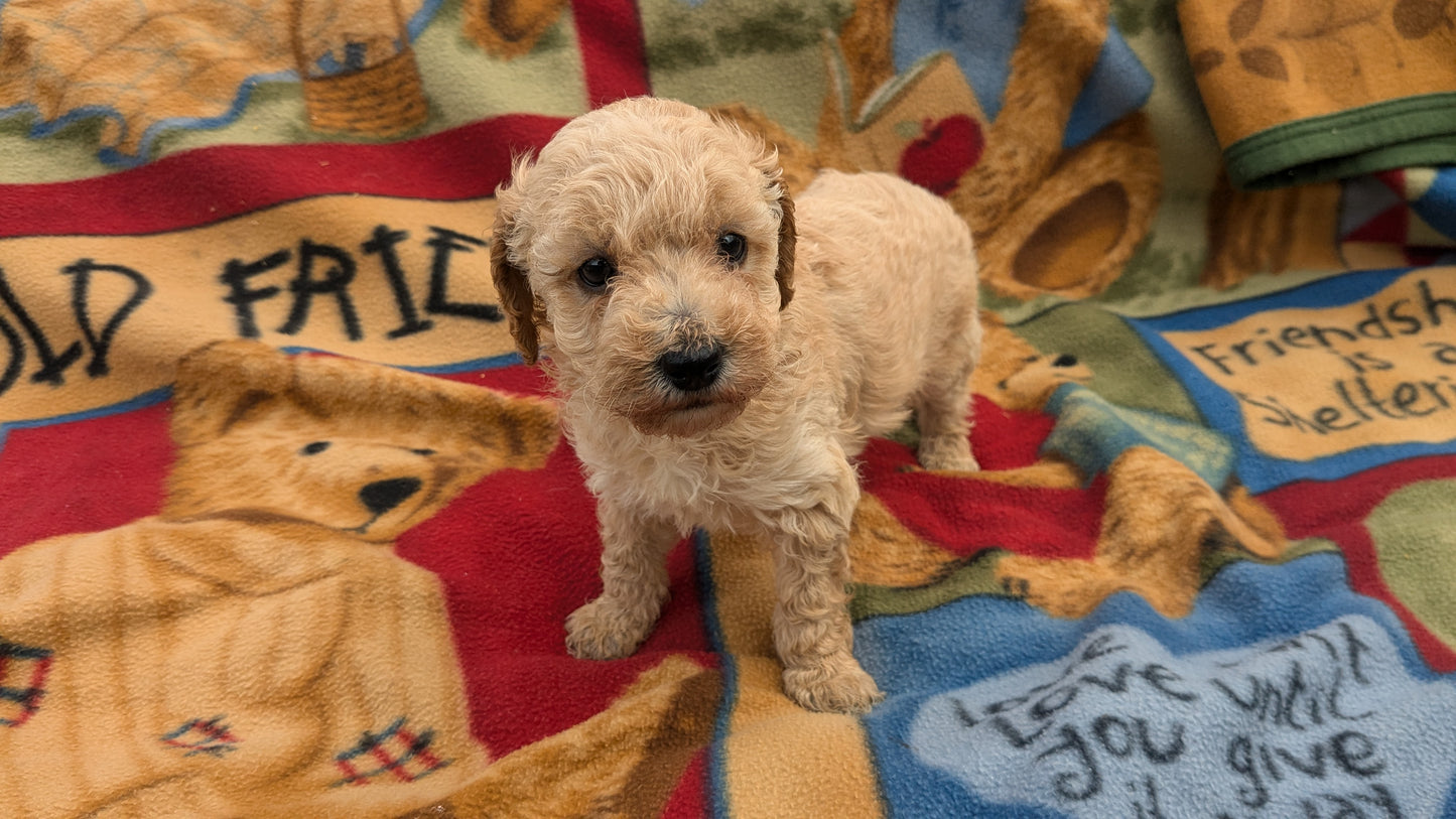 MINI POODLE (09/27) FEMALE