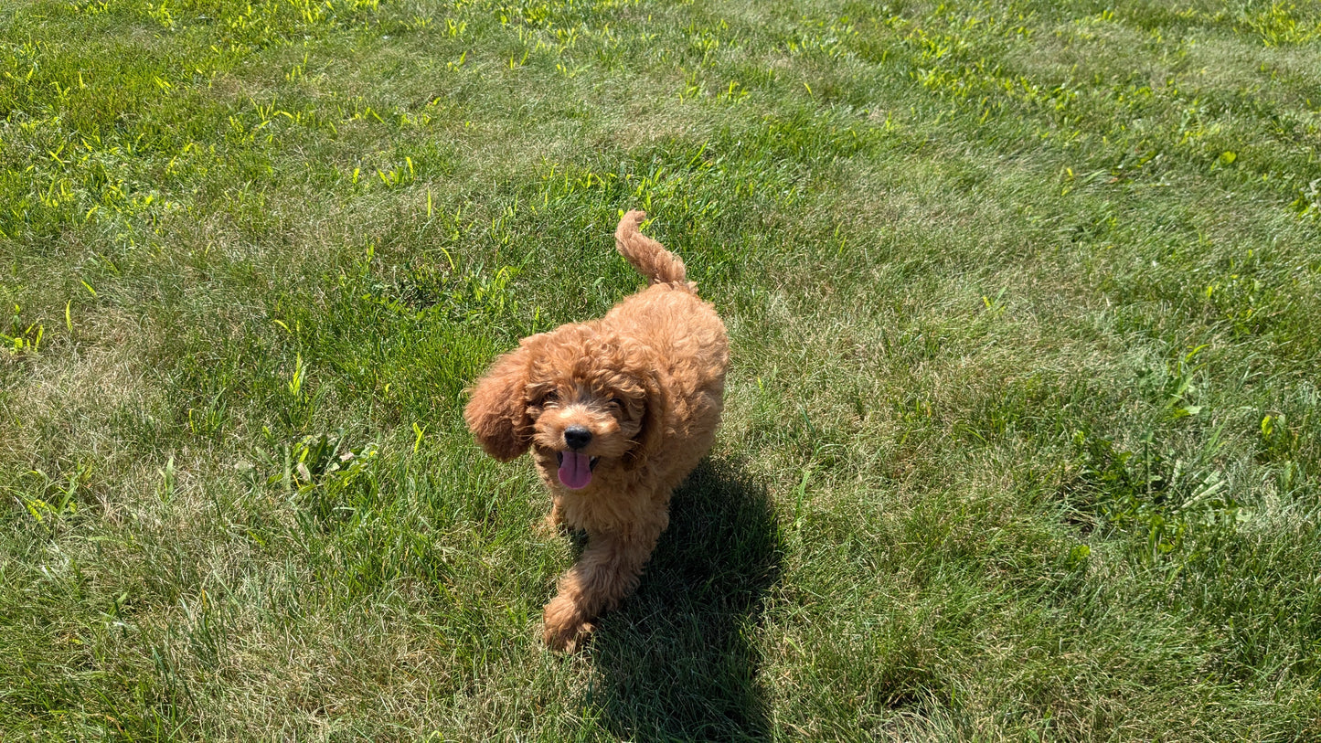CAVAPOO (05/12) MALE