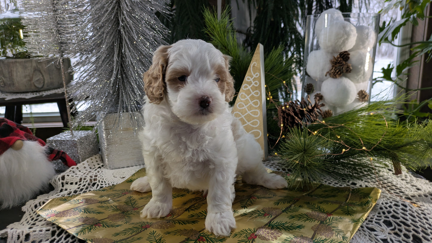 CAVAPOO (10/10) MALE