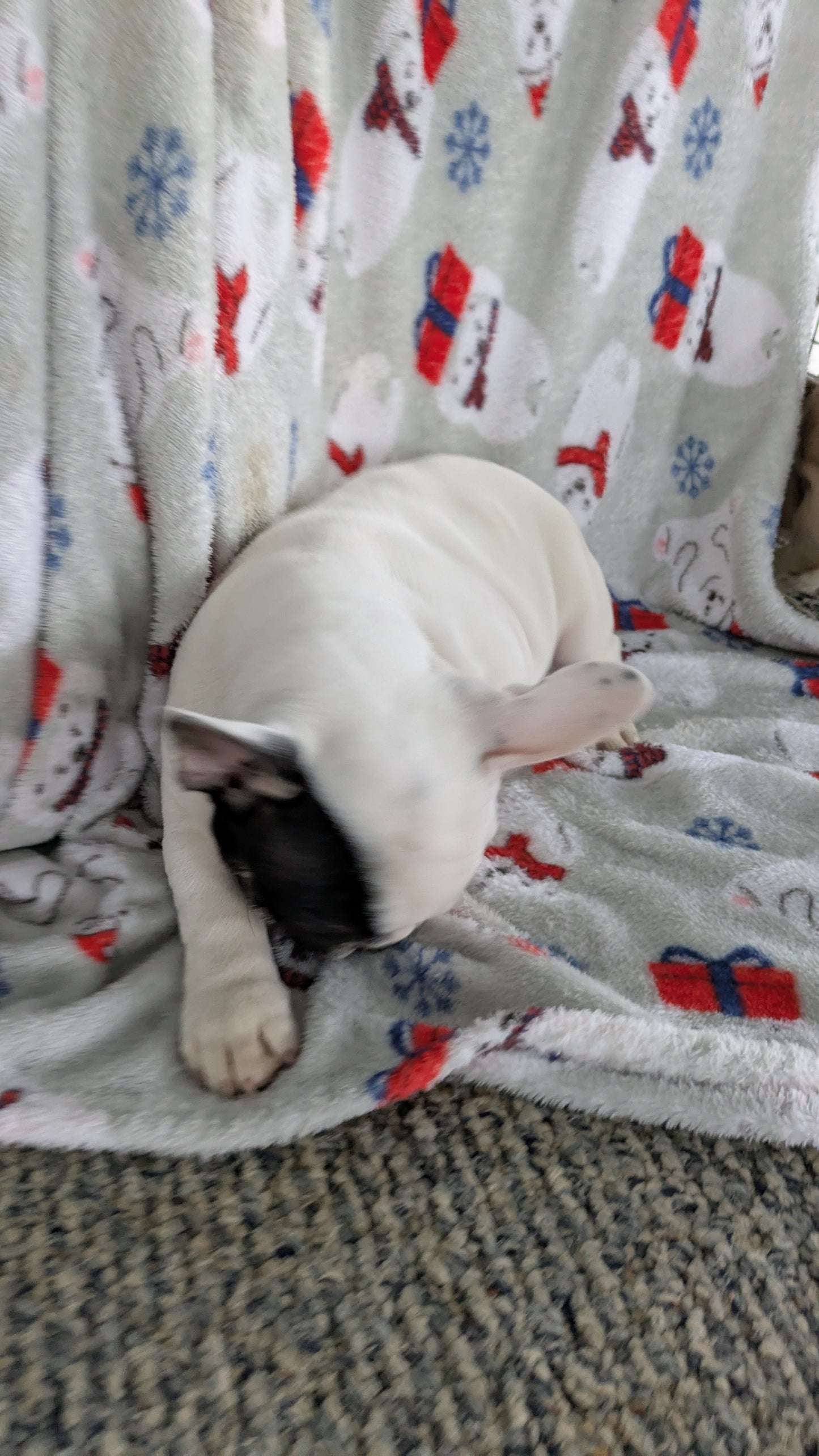 FRENCH BULLDOG (11/01) MALE
