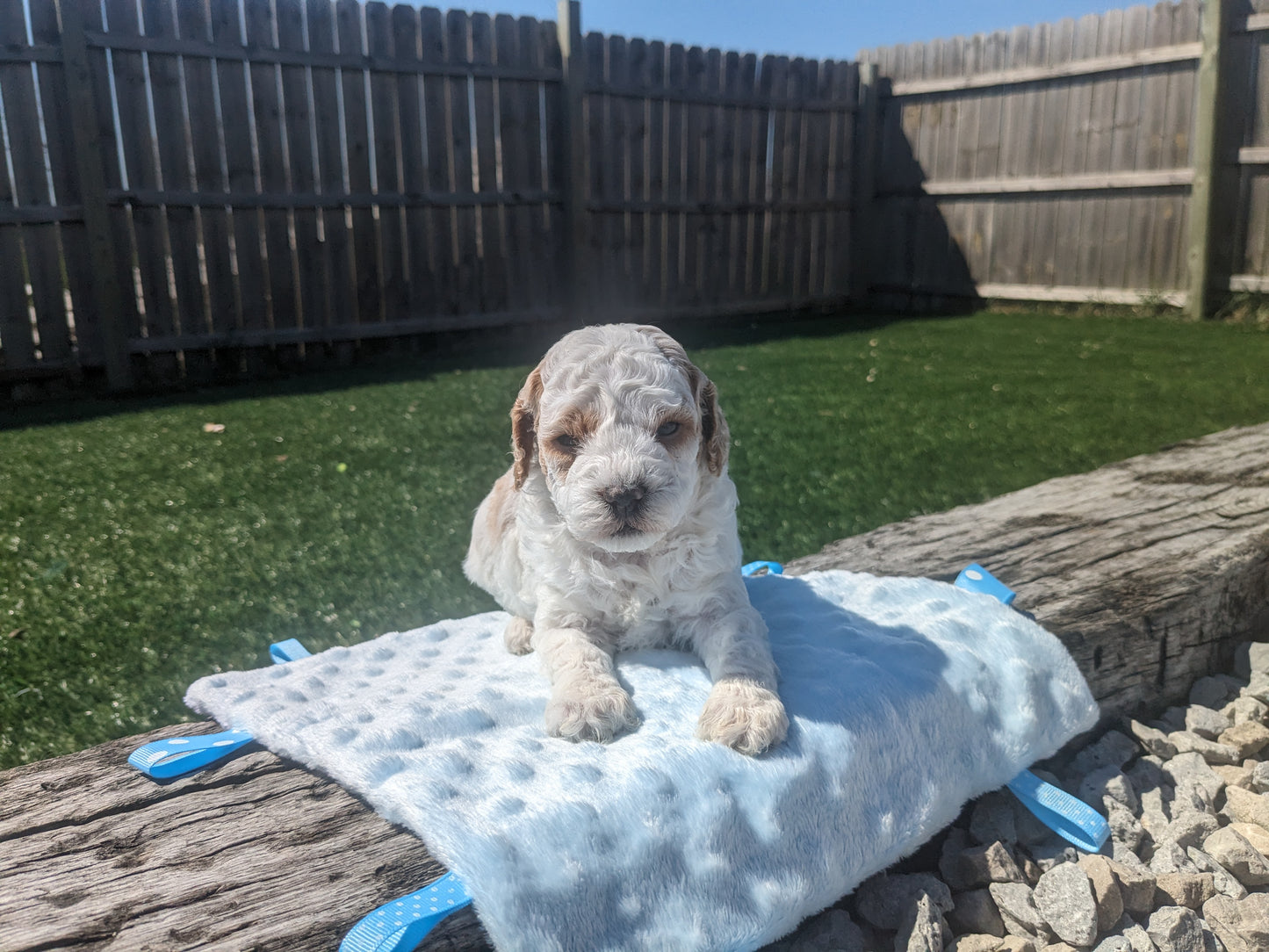 TOY POODLE (03/16) MALE