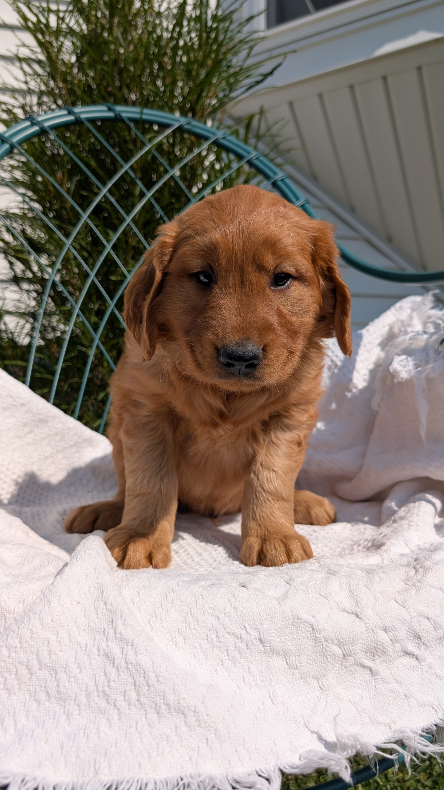 GOLDEN RETRIEVER (07/24) MALE