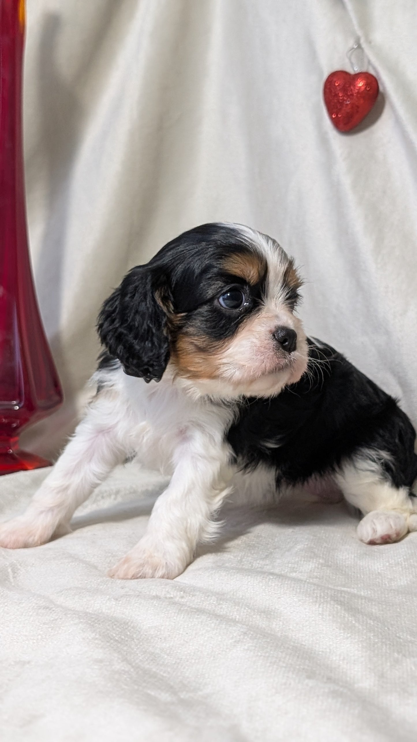 CAVALIER (DEC 03) FEMALES