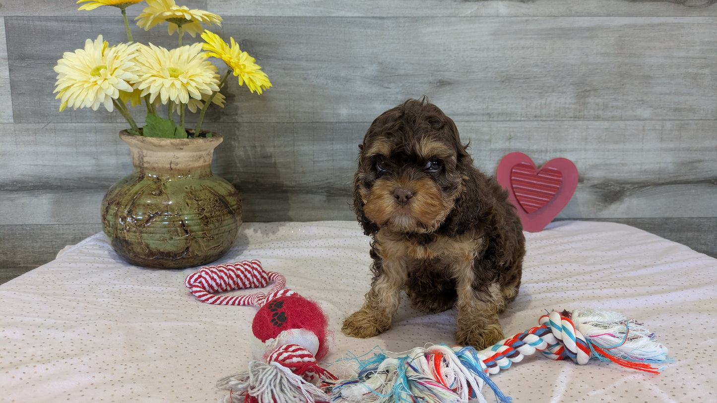 COCKAPOO (12/11) FEMALE