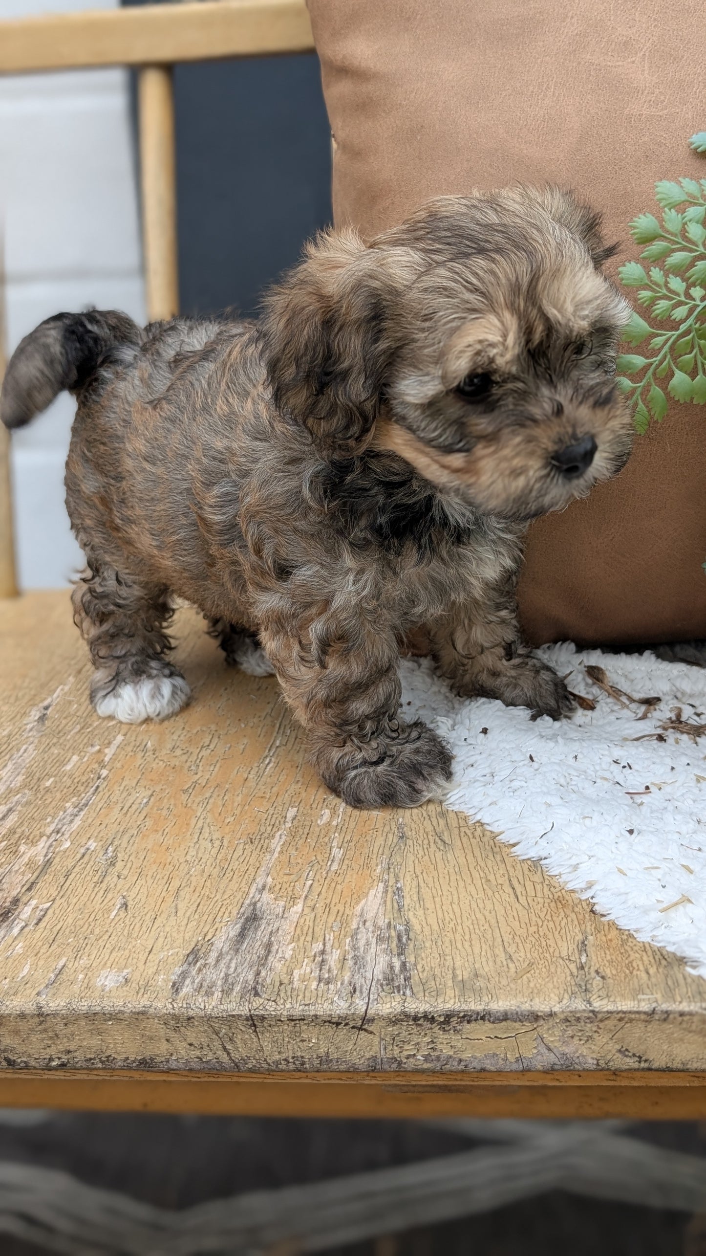 HAVAPOO (05/24) FEMALE