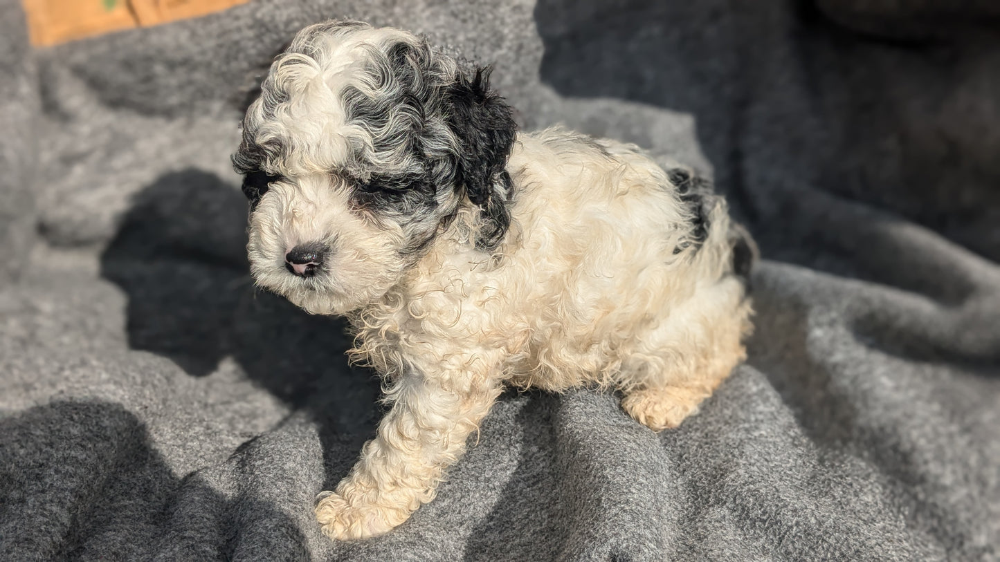 COCKAPOO (09/13) MALE