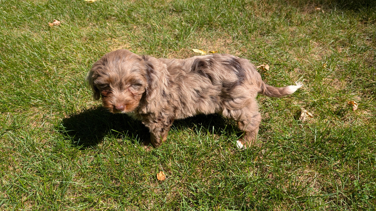 MINI BERNEDOODLE (07/25) FEMALE