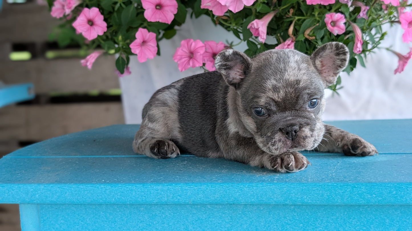 FRENCH BULLDOG (06/30) FEMALE