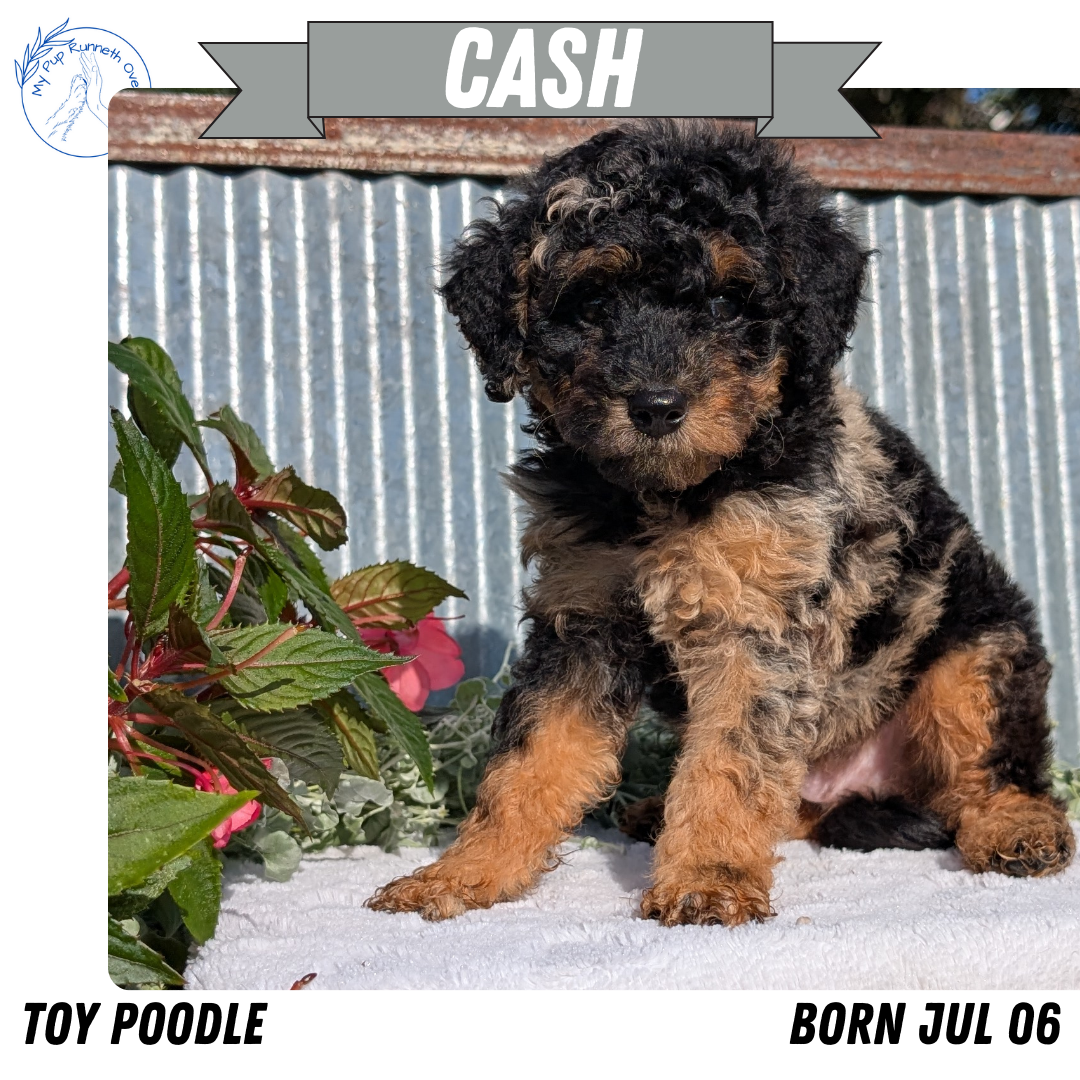 TOY POODLE (07/06) MALE
