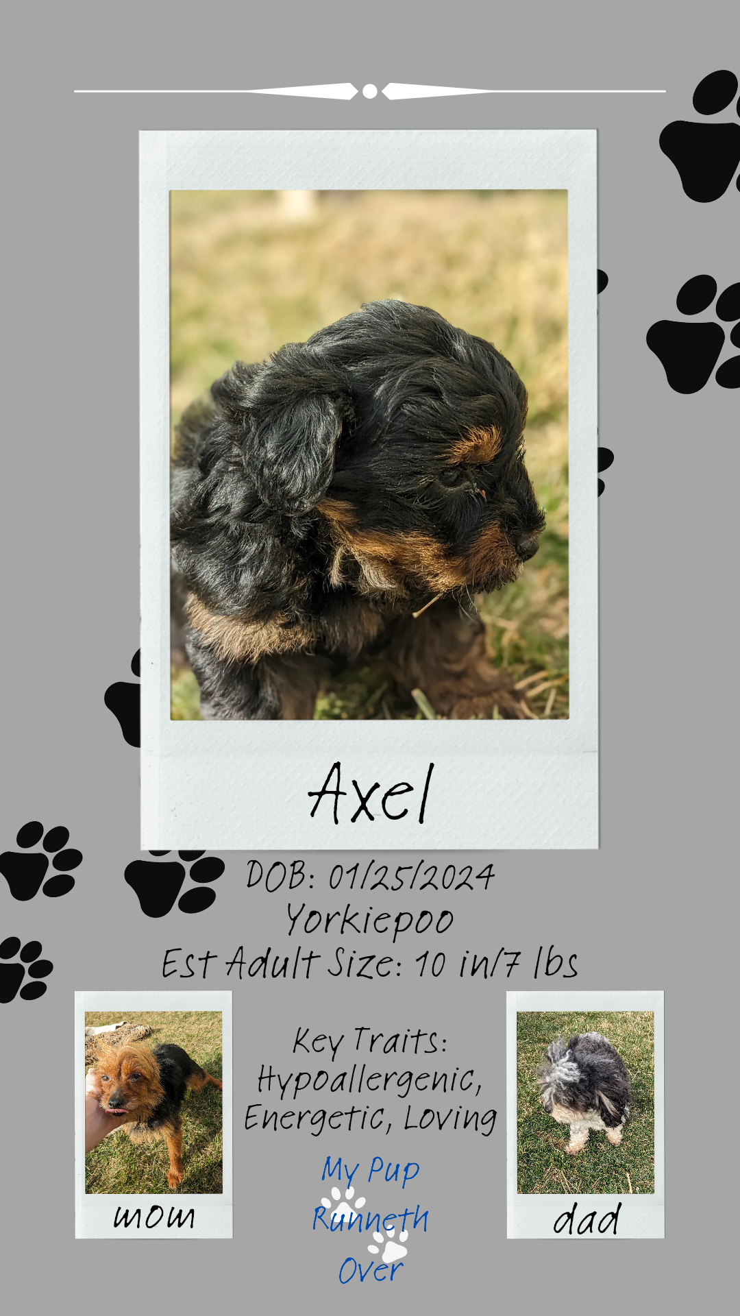 YORKIPOO (1/25) MALE
