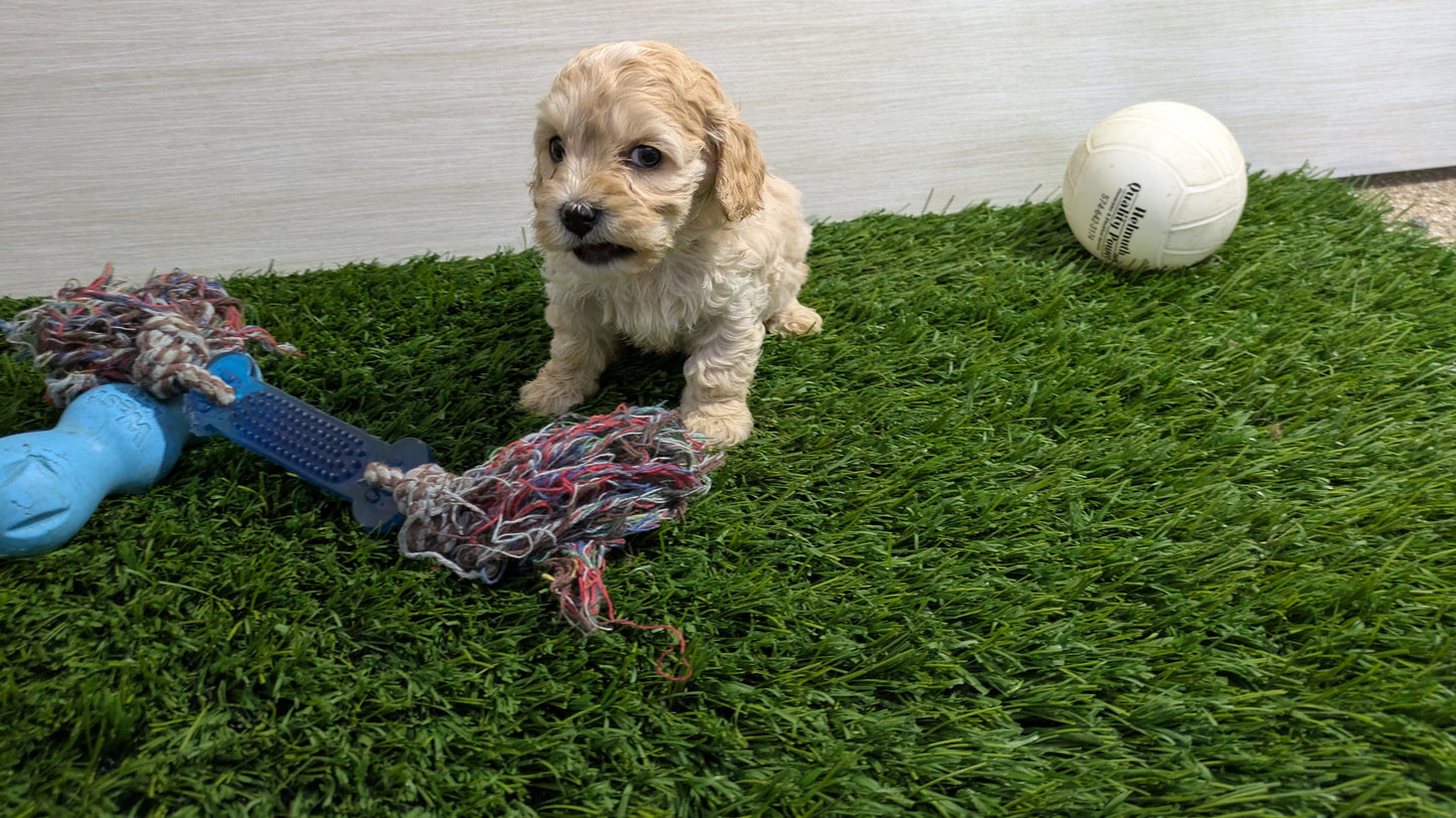 COCKAPOO (01/01) MALE