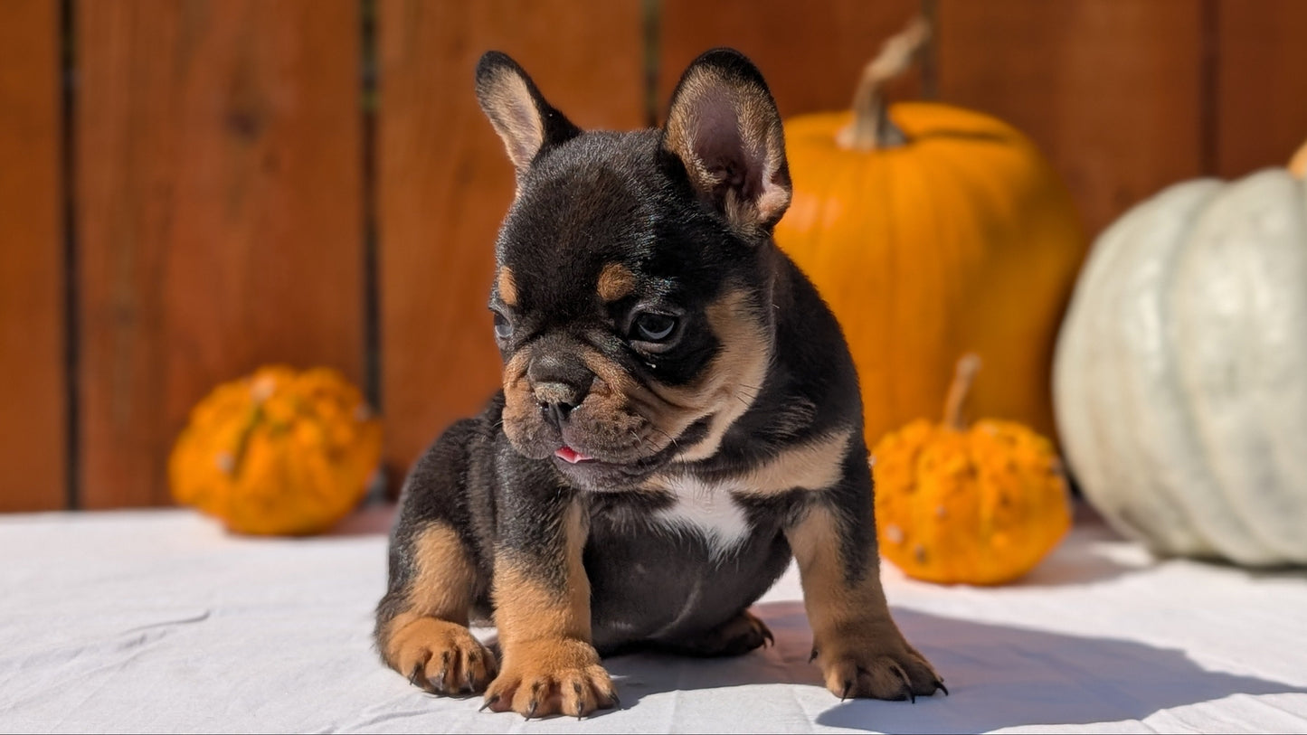 FRENCH BULLDOG (08/12) MALE