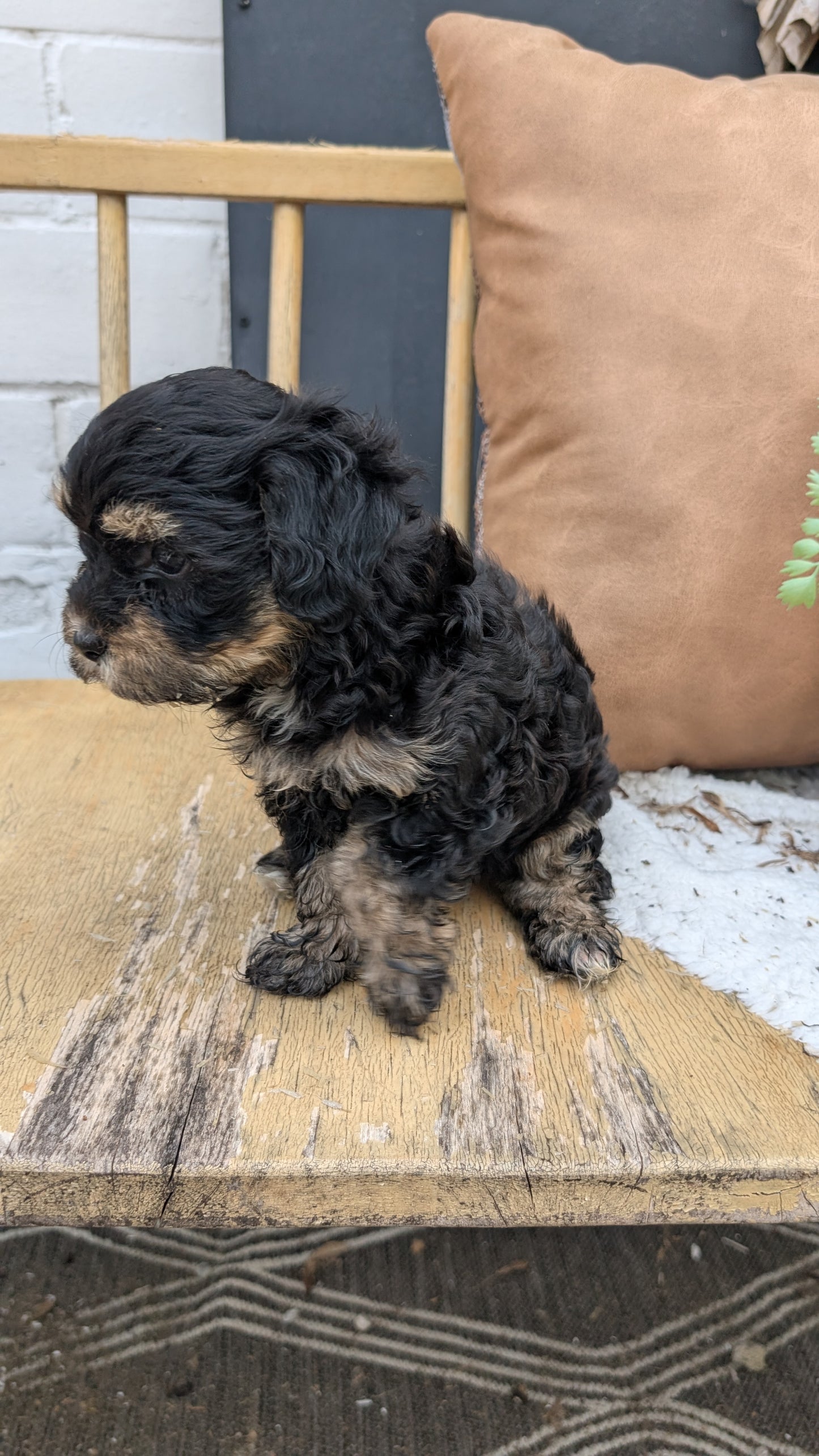 HAVAPOO (05/24) FEMALE