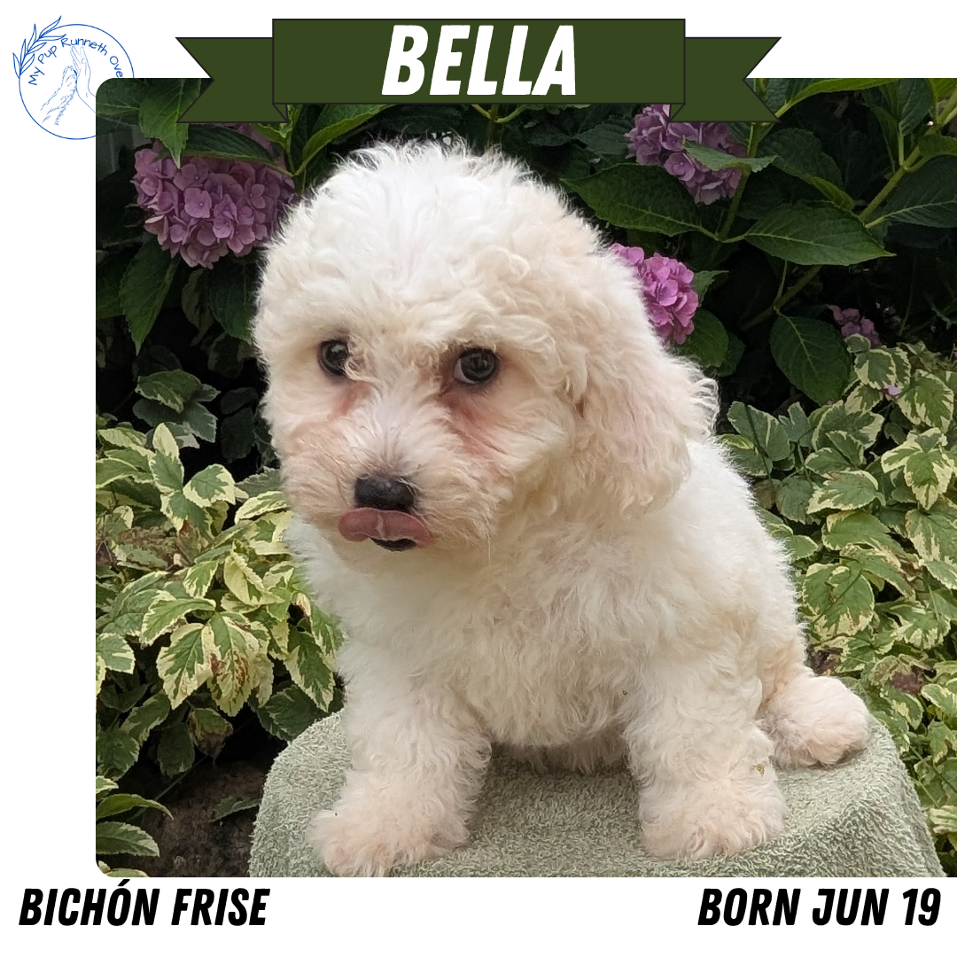 BICHON FRISE (06/19) FEMALE