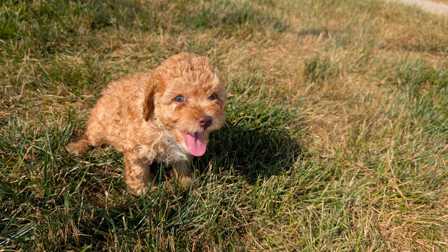 CAVAPOO (05/29) MALE