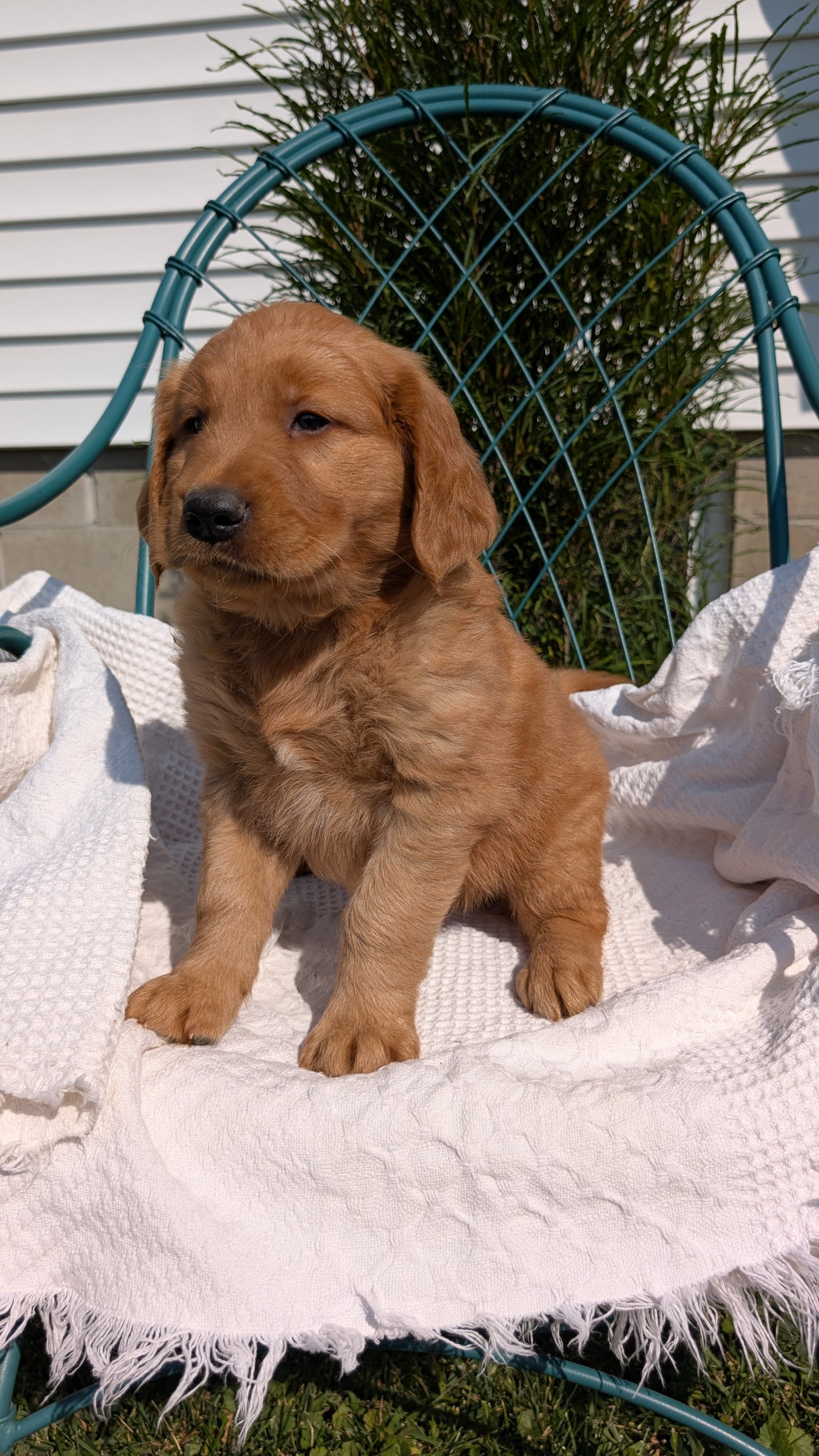 GOLDEN RETRIEVER (07/24) MALE