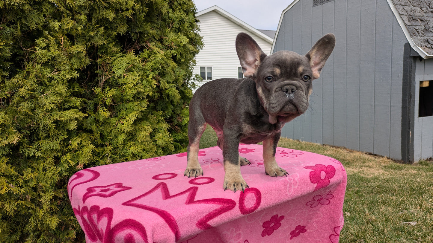 FRENCH BULLDOG (12/21) MALE