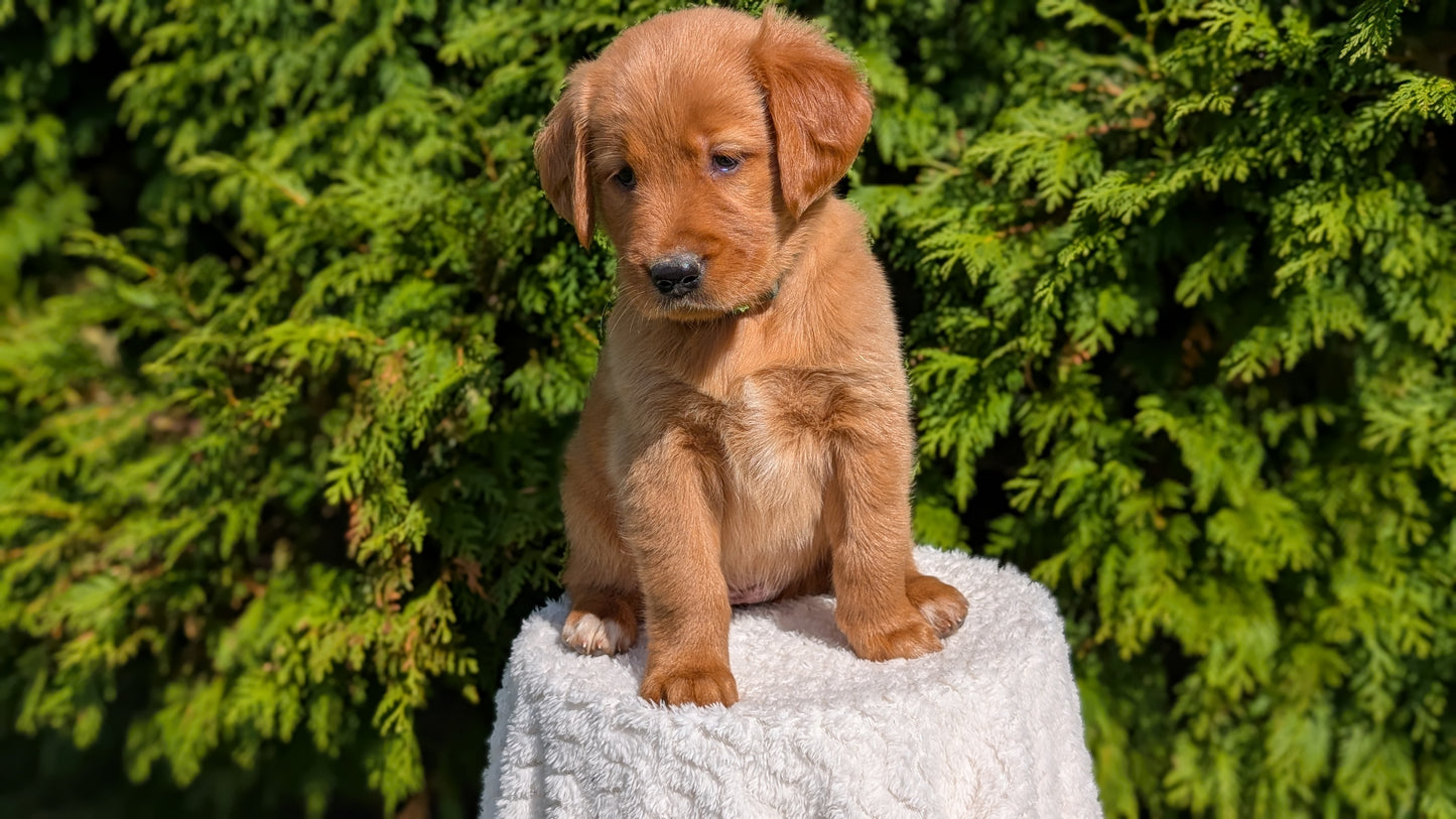 GOLDEN RETRIEVER (07/17) FEMALE