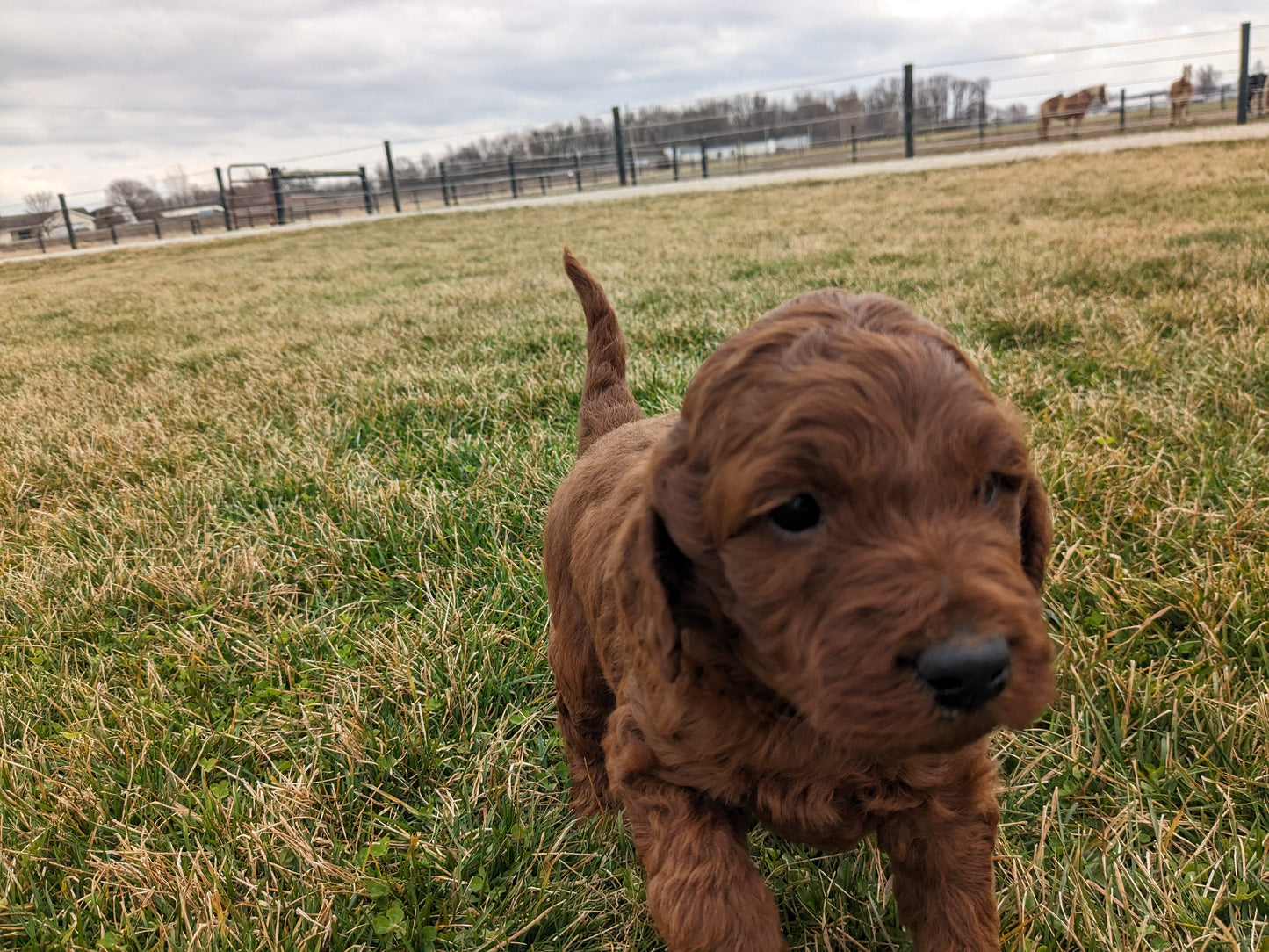 IRISH DOODLE (1/31) MALE