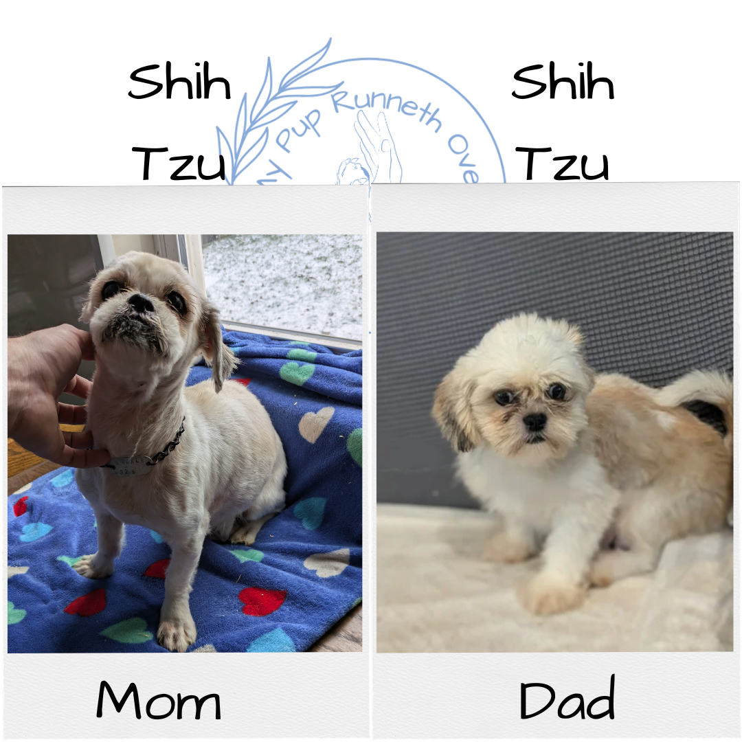 SHIH TZU (10/23) MALE