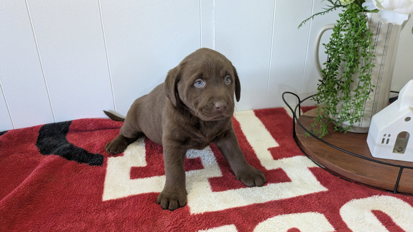 LABRADOR RETRIEVER (11/03) FEMALE