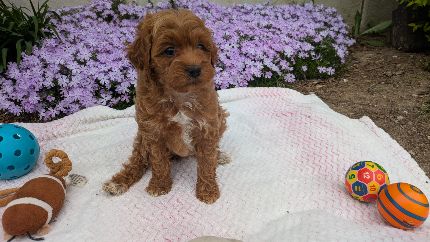 MALTIPOO (03/15) MALE