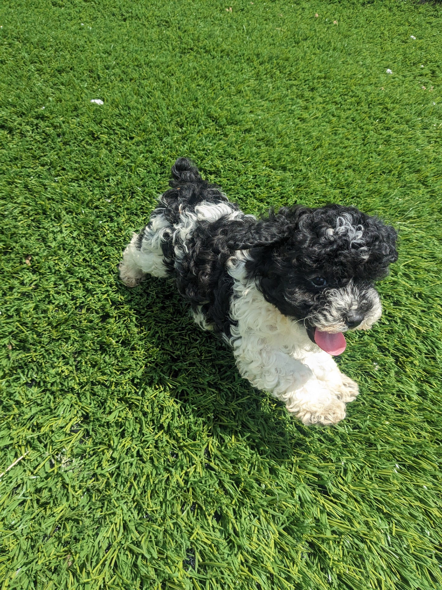 TOY POODLE (03/16) FEMALE