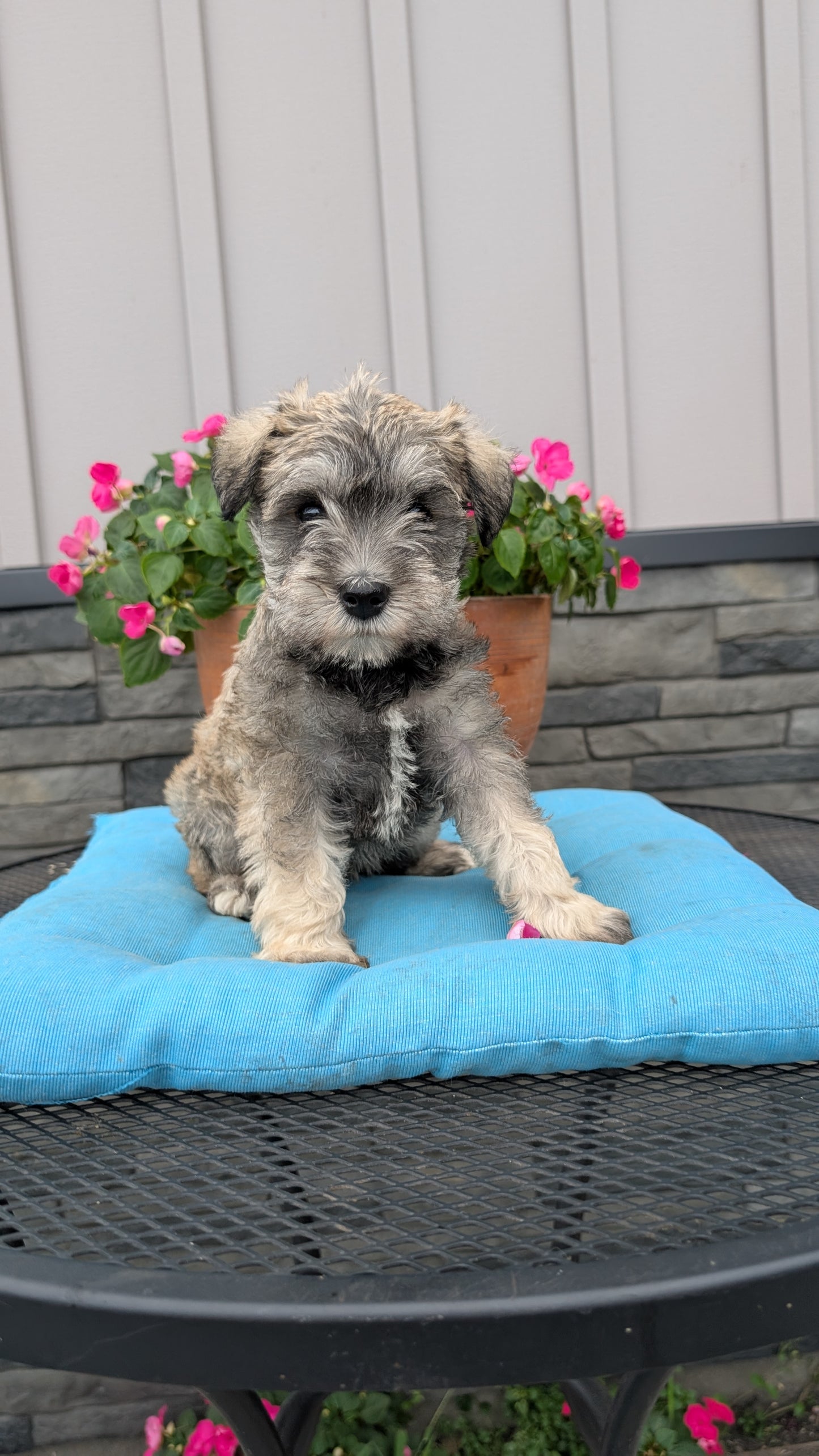 MINI SCHNAUZER (07/10) FEMALE