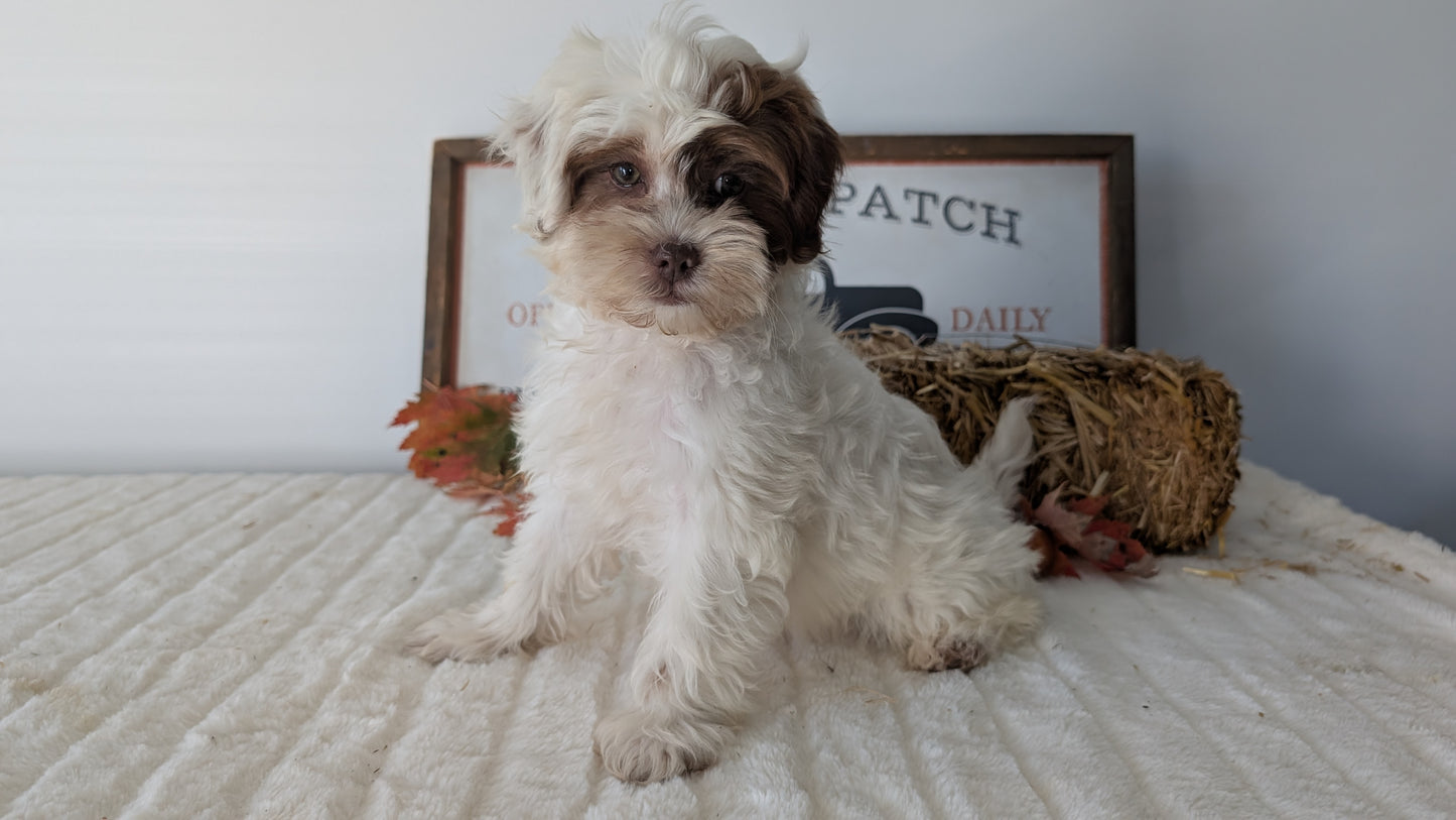 SHIHPOO (07/26) FEMALE