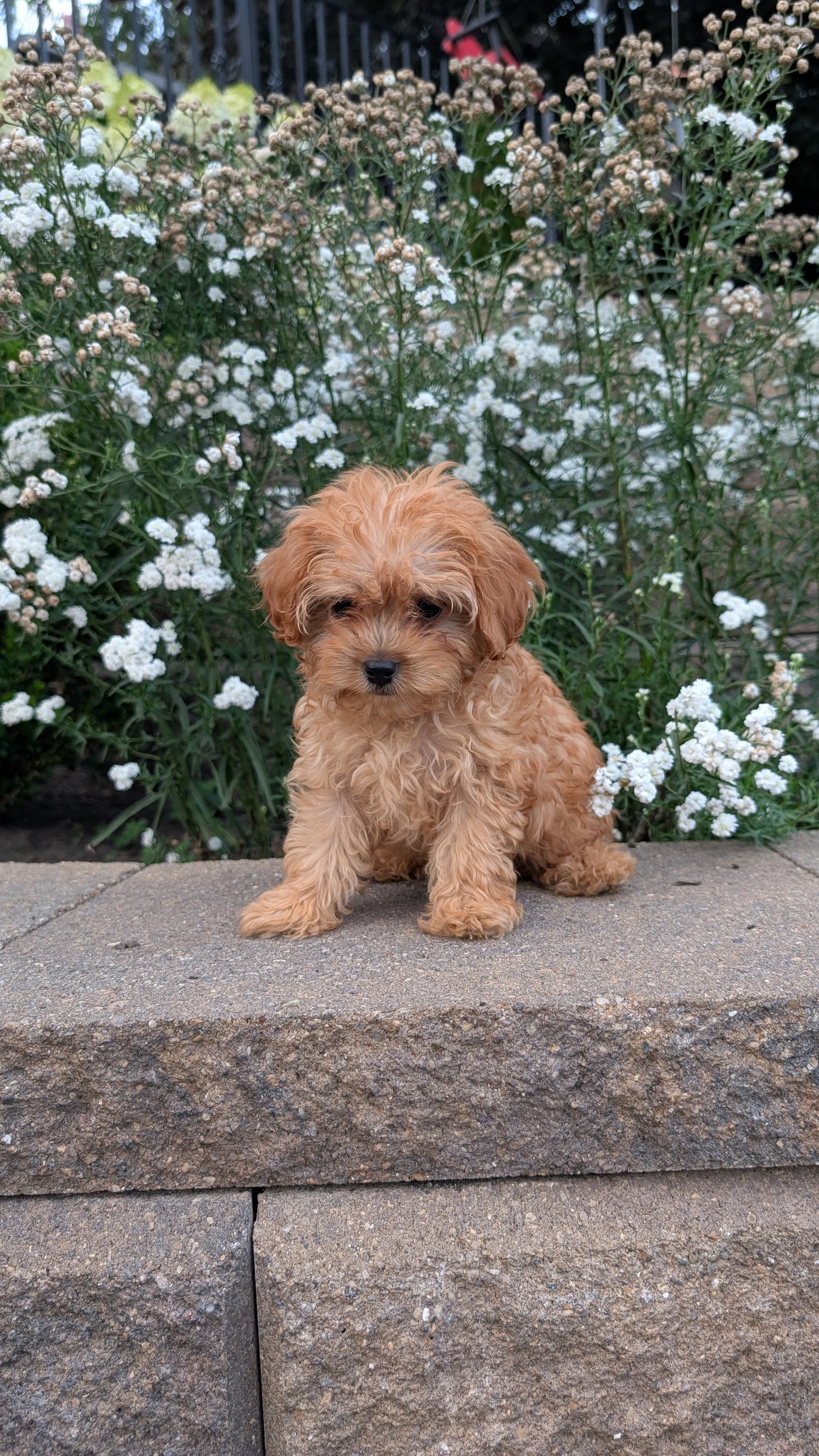 CAVAPOO (05/29) MALE