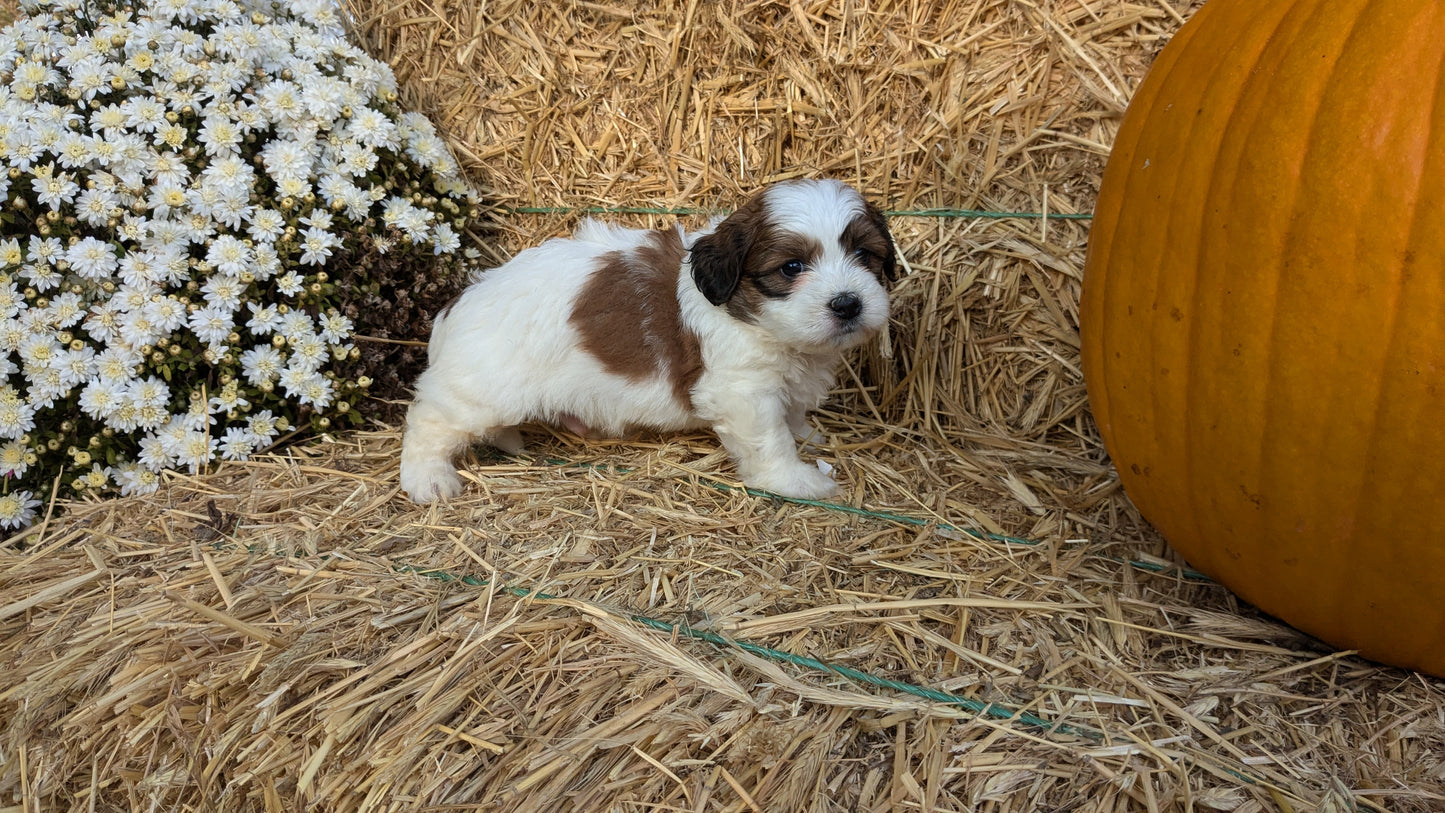 TEDDY BEAR (08/16) MALE