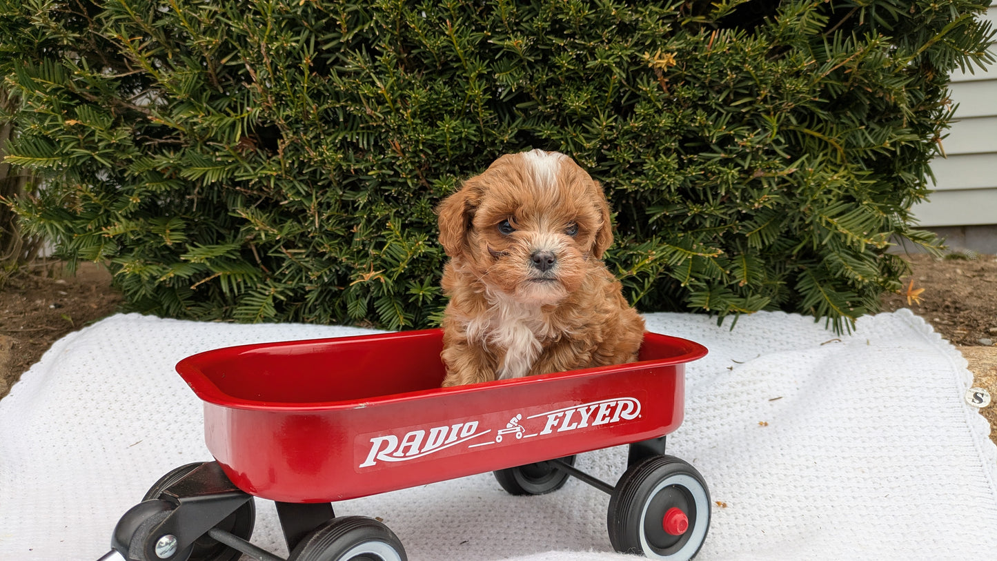 TOY CAVAPOO (02/26) MALE