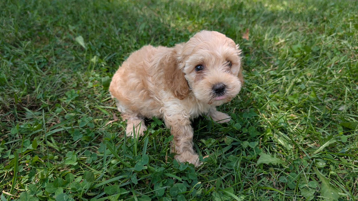 CAVAPOO (05/23) FEMALE