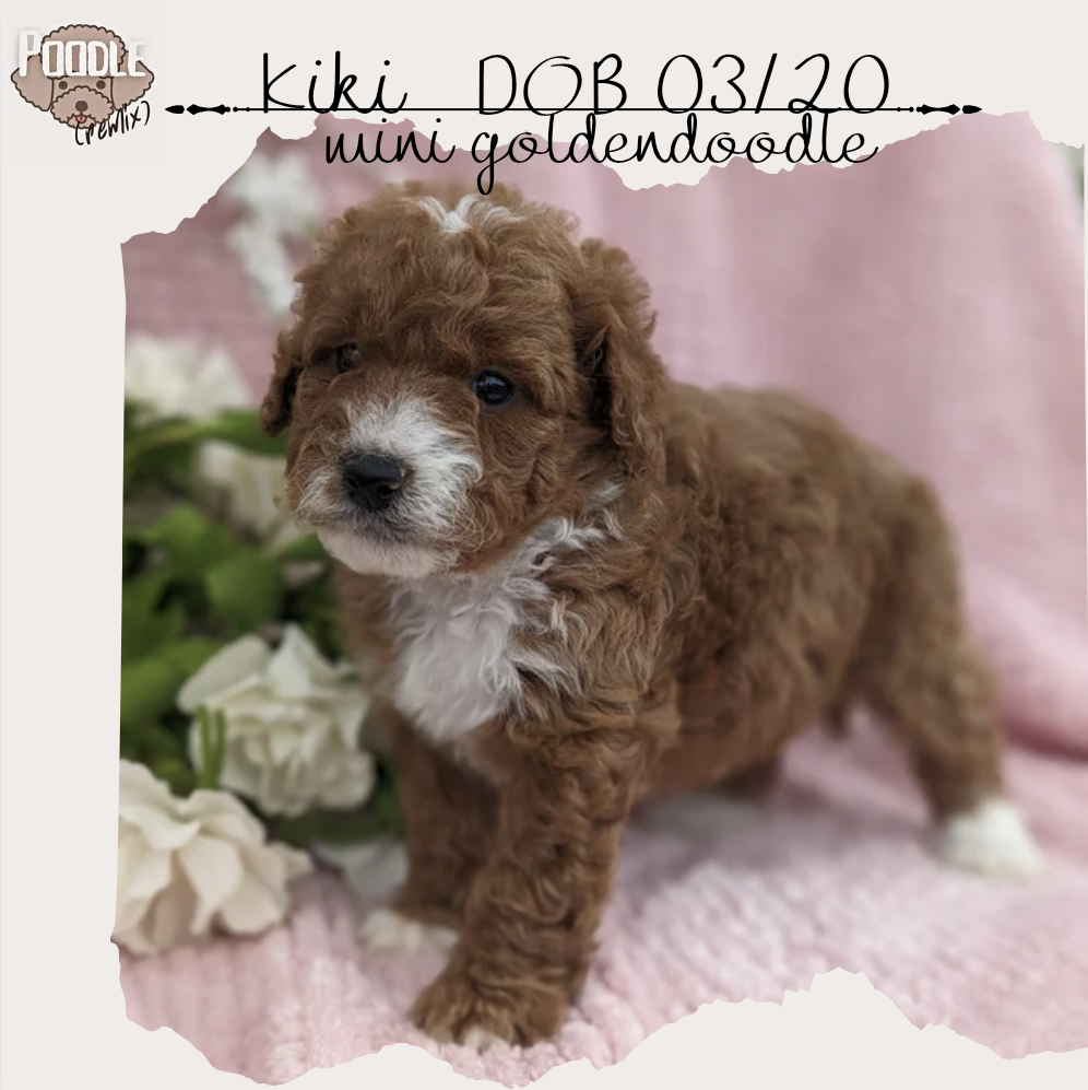 MINI GOLDENDOODLE (03/20) FEMALE