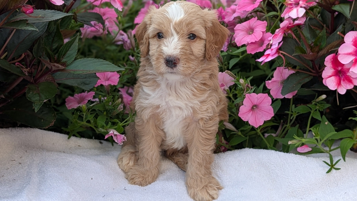 MINI AUSSIEDOODLE (06/21) MALE