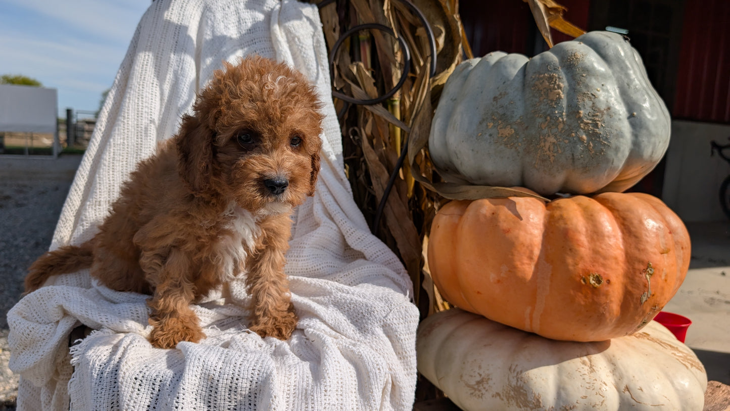 CAVAPOO (07/26) MALE