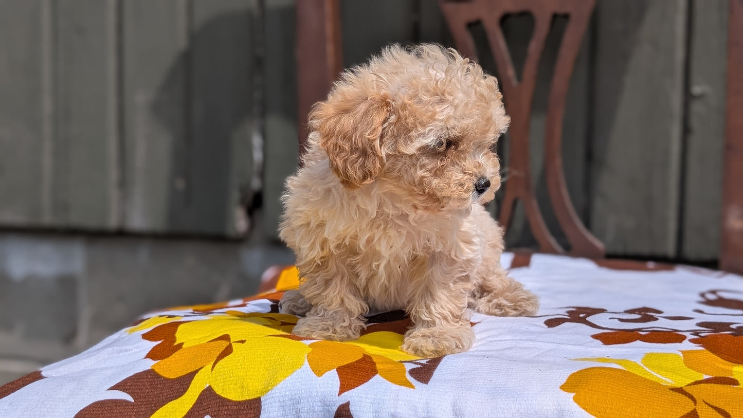 MINI POODLE (JUN 21) 4 MALES