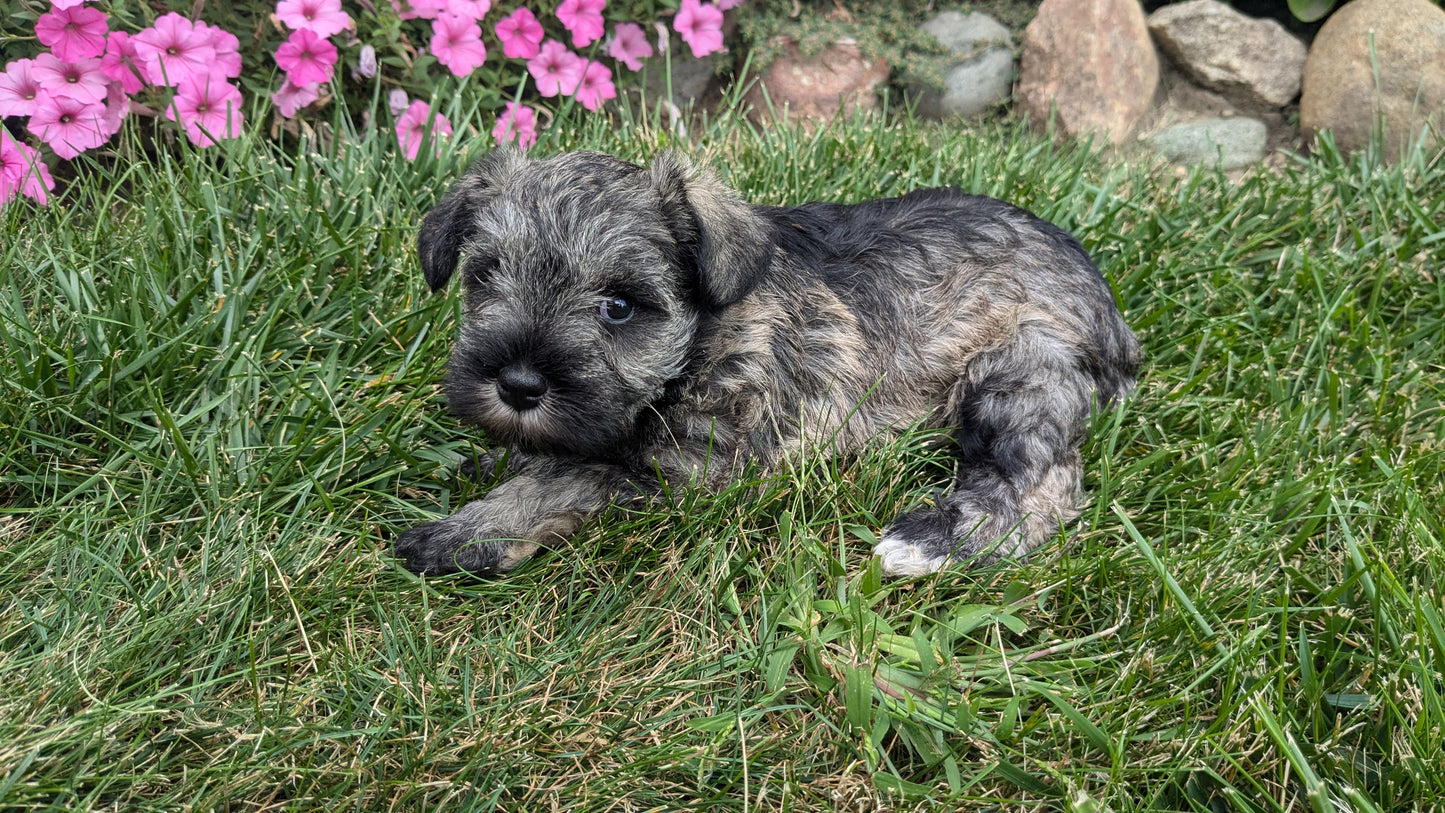 MINI SCHNAUZER (07/26) FEMALE