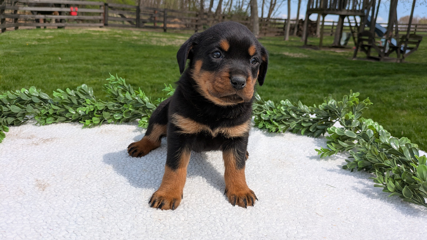 ROTTWEILER (03/18) FEMALE