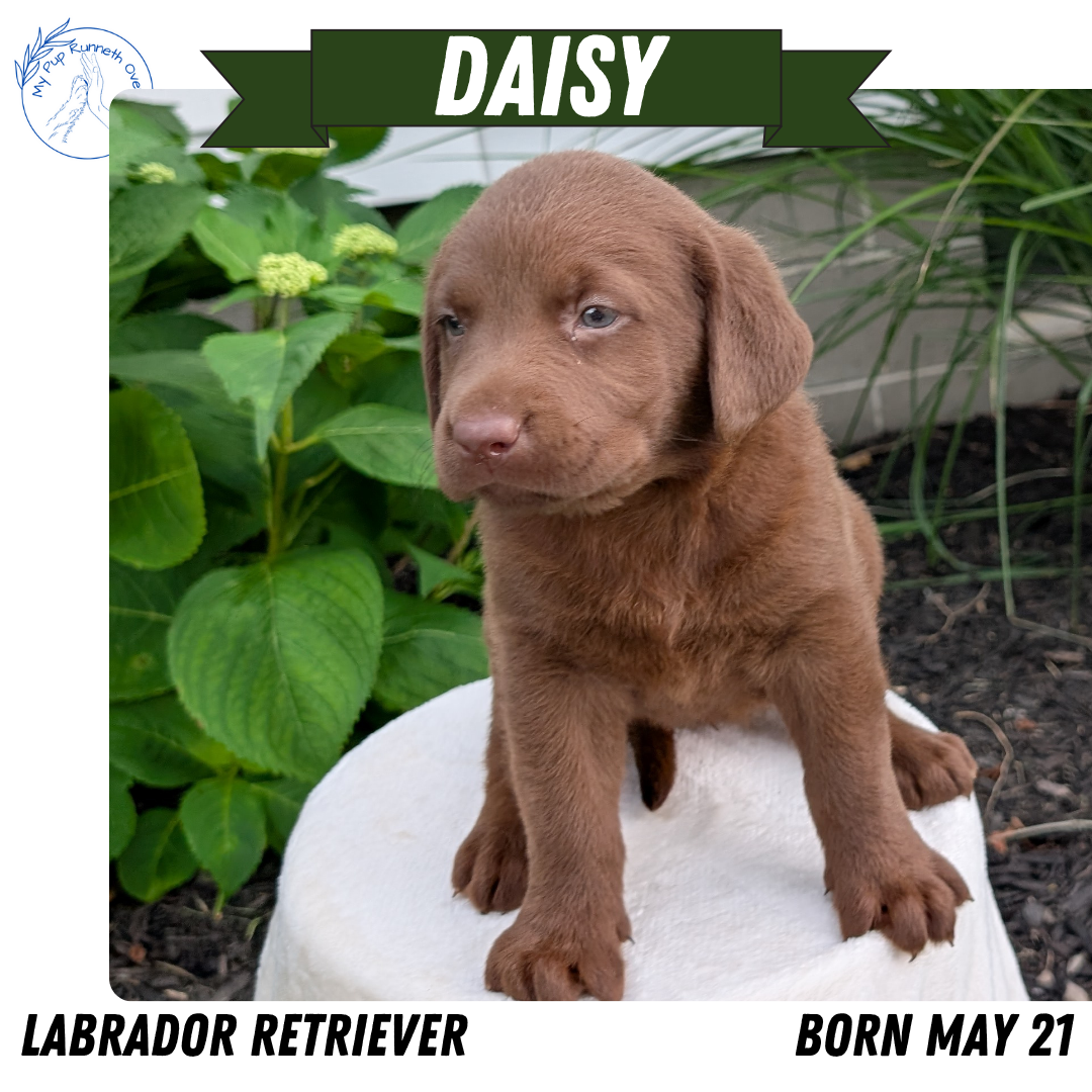 LABRADOR RETRIEVER (05/21) FEMALE
