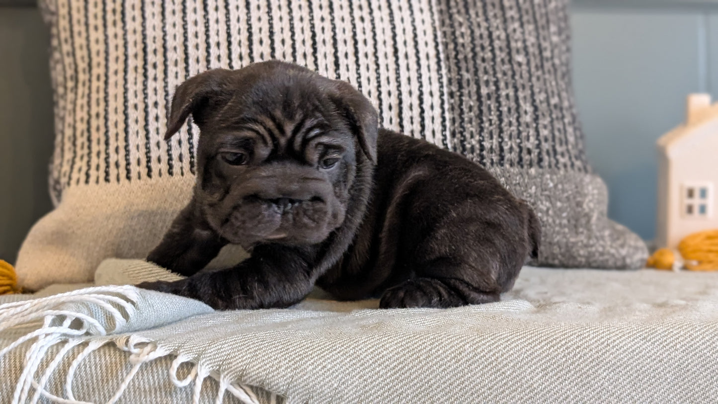 FRENCH BULLDOG (JAN 09) FEMALES