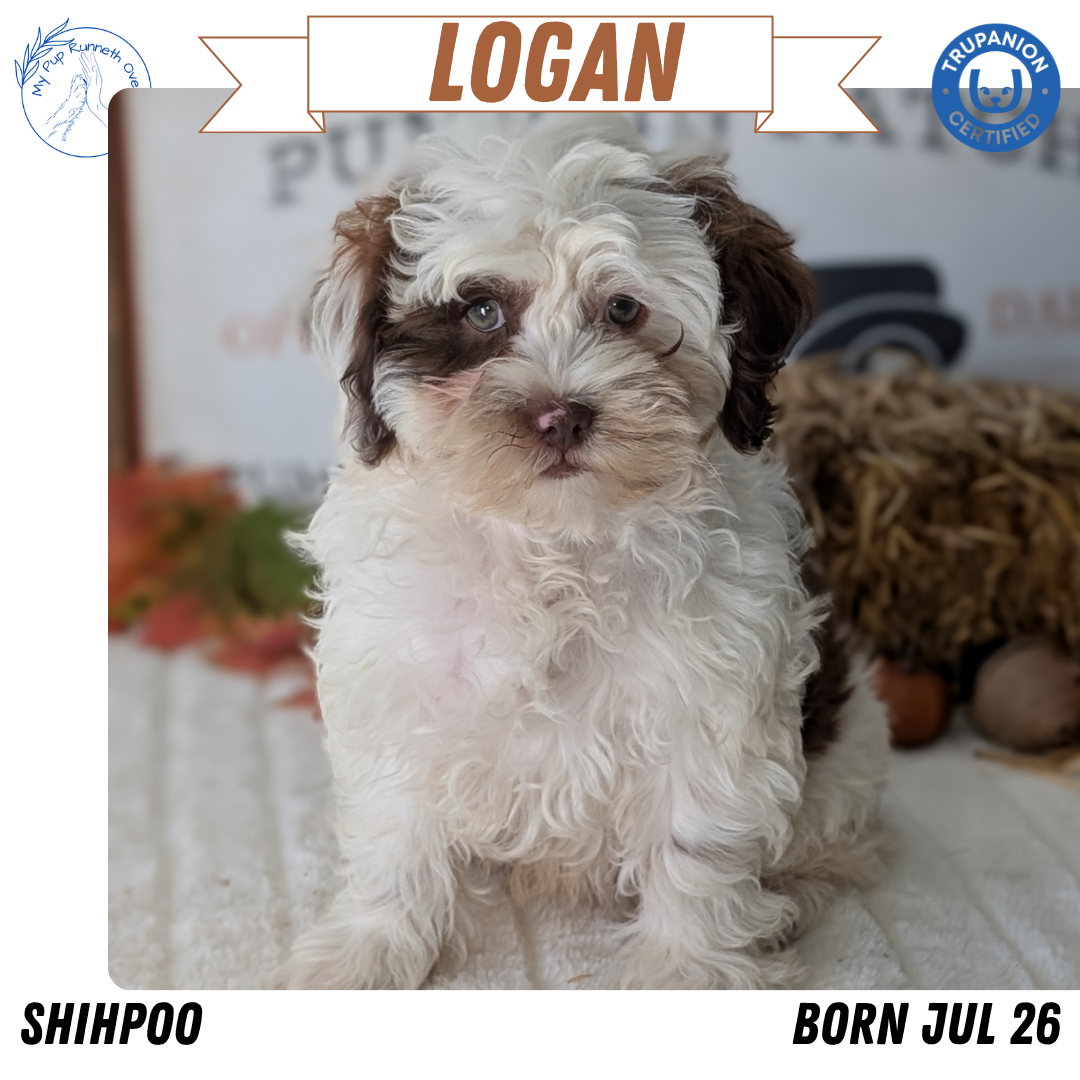 SHIHPOO (07/26) MALE