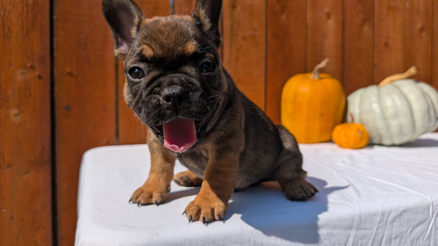 FRENCH BULLDOG (08/12) MALE