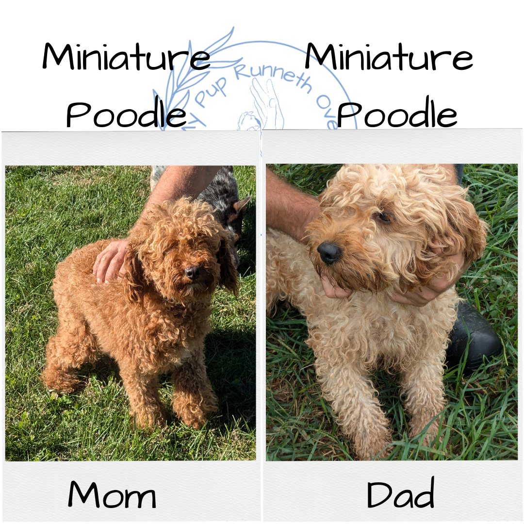 MINI POODLE (08/20) FEMALE