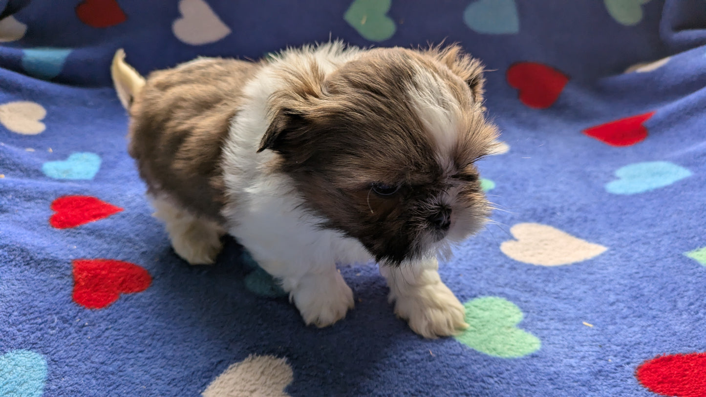 SHIH TZU (10/23) MALE