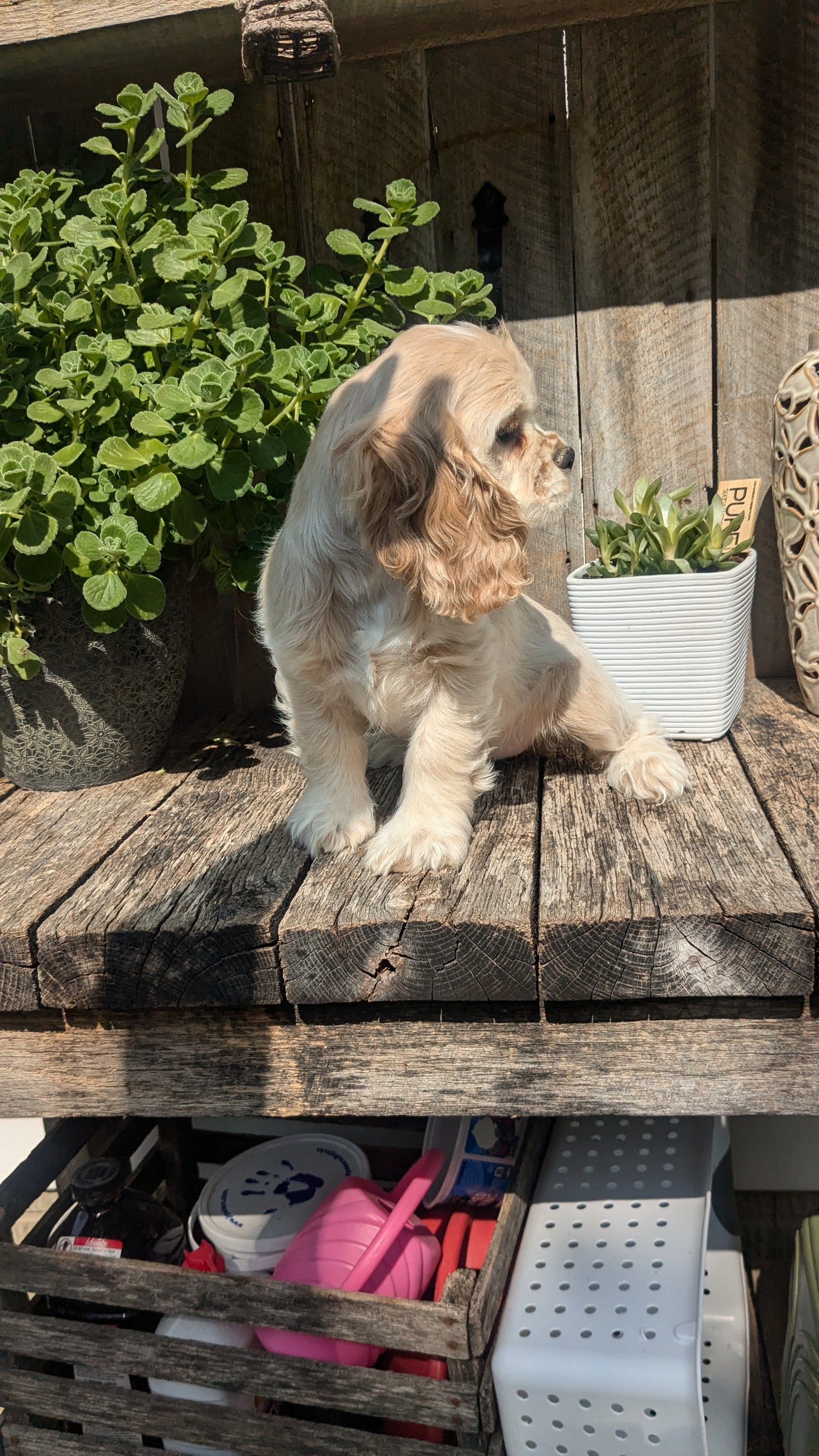 COCKER SPANIEL (06/08) FEMALE