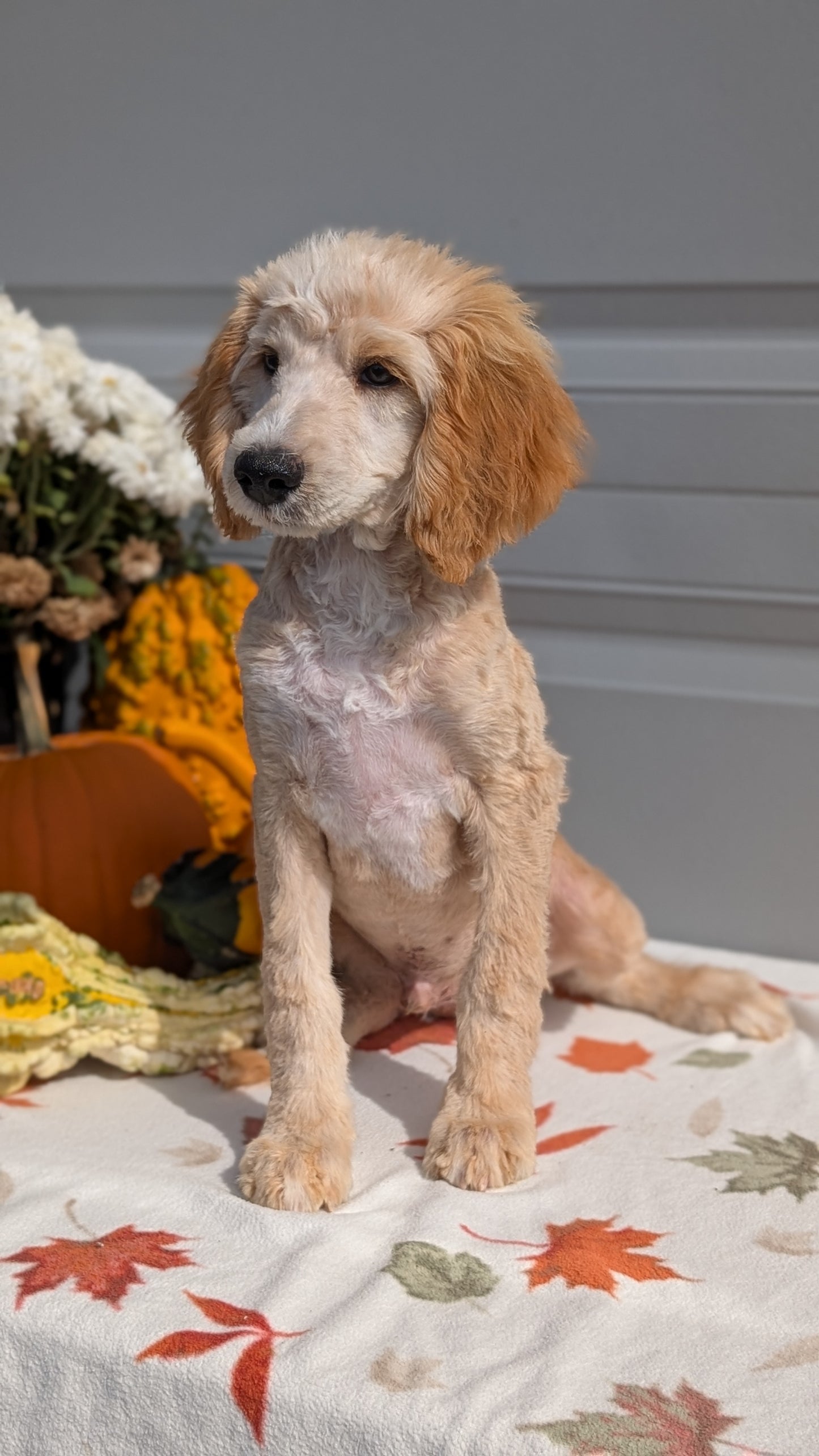 MINI AUSSIEDOODLE (06/21) MALE