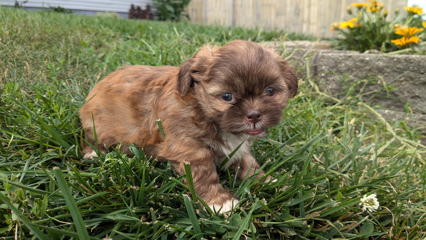 SHIH TZU (06/23) FEMALE
