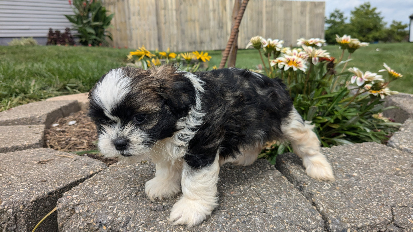 SHIH TZU (06/23) FEMALE