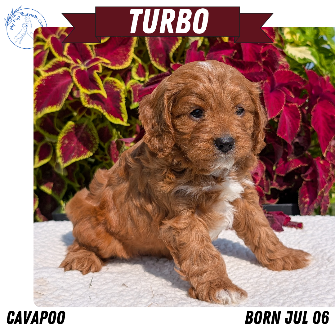 CAVAPOO (07/06) MALE